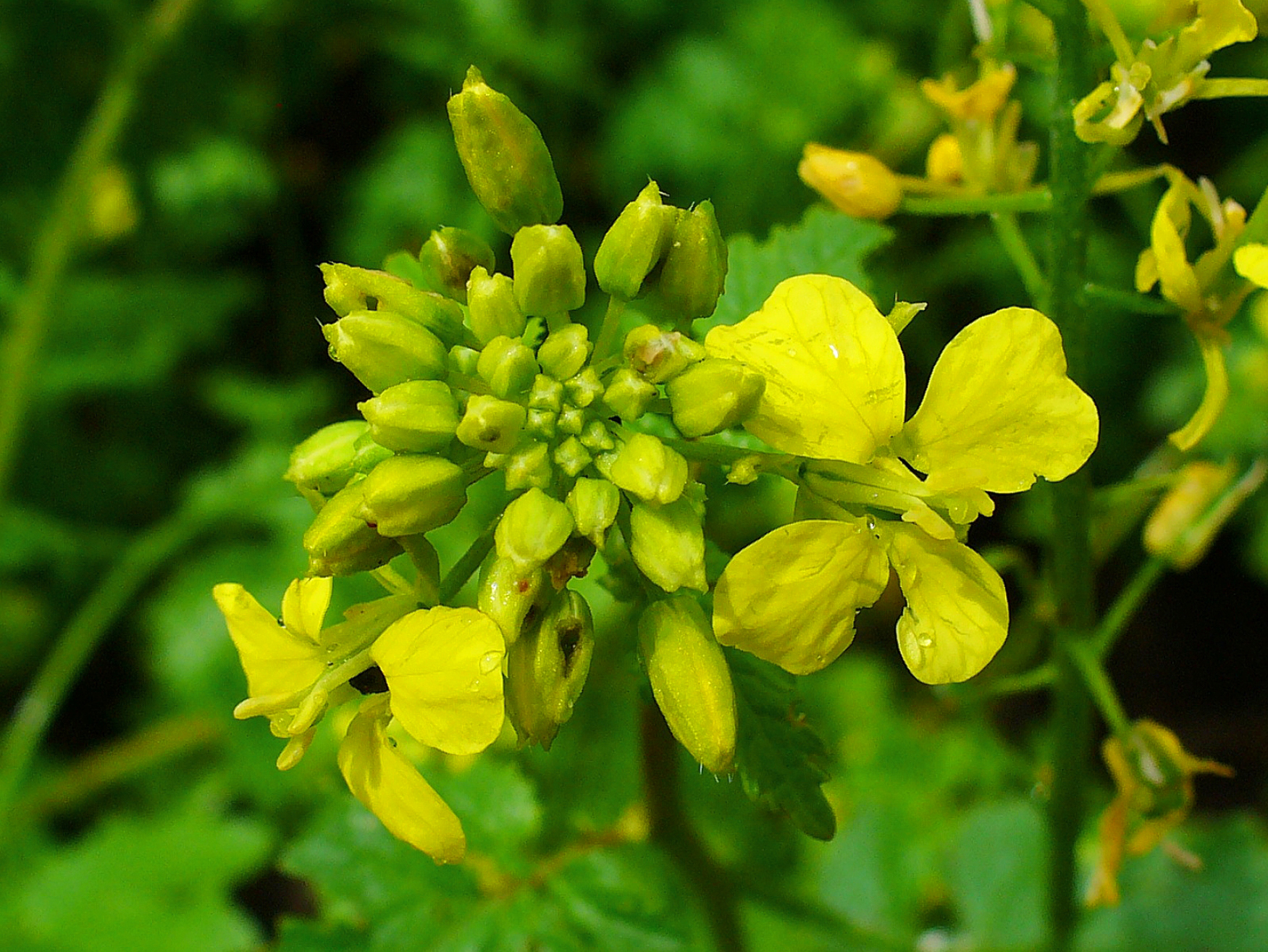 White mustard 